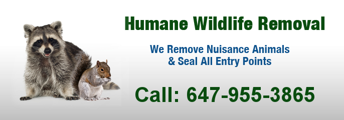 dead wildlife removal